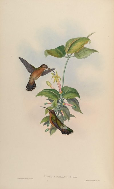 Glaucis melanura by John Gould